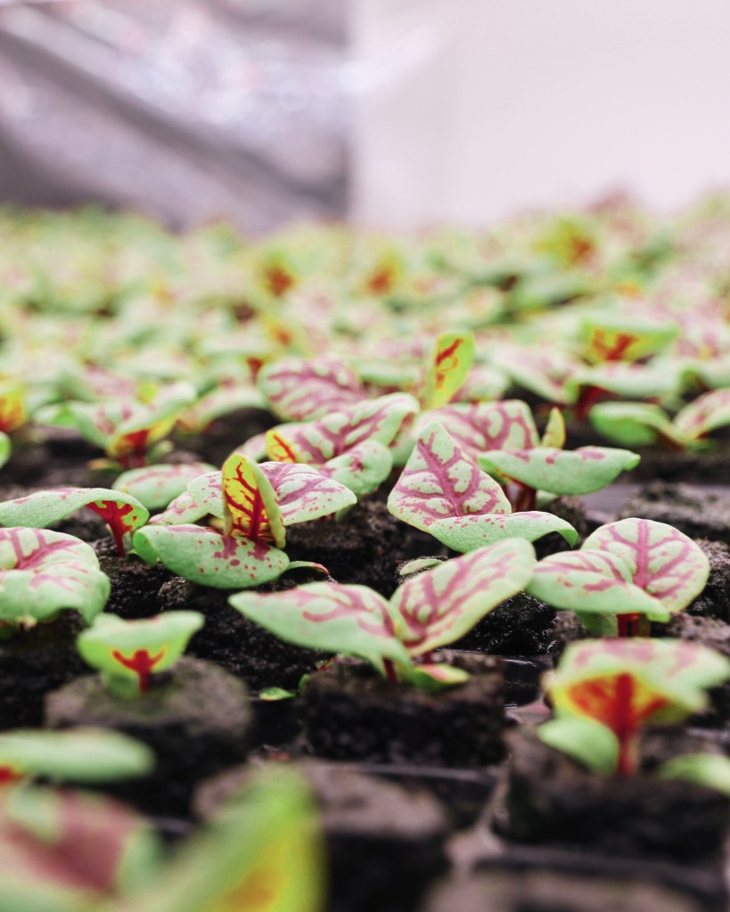 Urban farming in Singapore - WILDCHILD SG